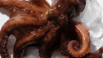 탱글함에 반해버린! 거제도돌문어 찐후기 & 할인정보🐙